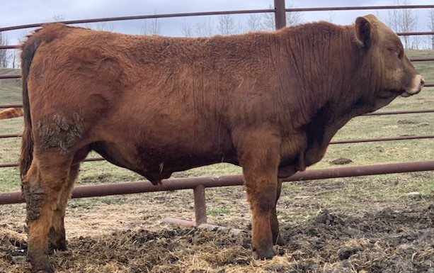 Gelbvieh Bulls For Sale - Pure Bred - Photo 2