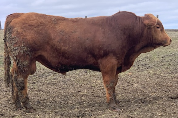 Gelbvieh Bulls For Sale - Pure Bred - Photo 3