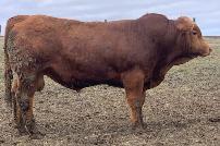 Gelbvieh Bulls For Sale - Pure Bred - Photo 3