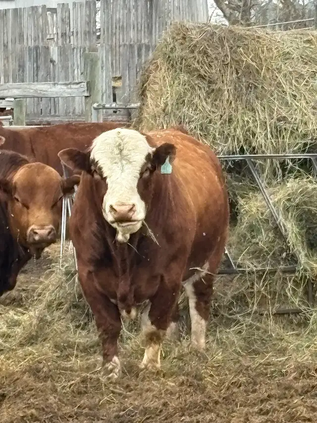Simmental bull
