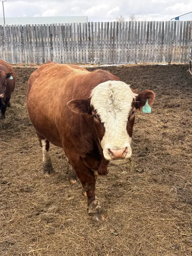 Simmental bull - Photo 2