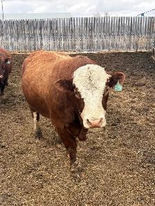 Simmental bull - Photo 2