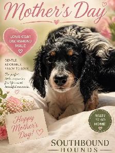 Long haired mini dash hound male