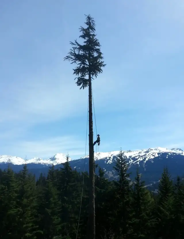 Mountain Tree Service