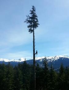 Mountain Tree Service