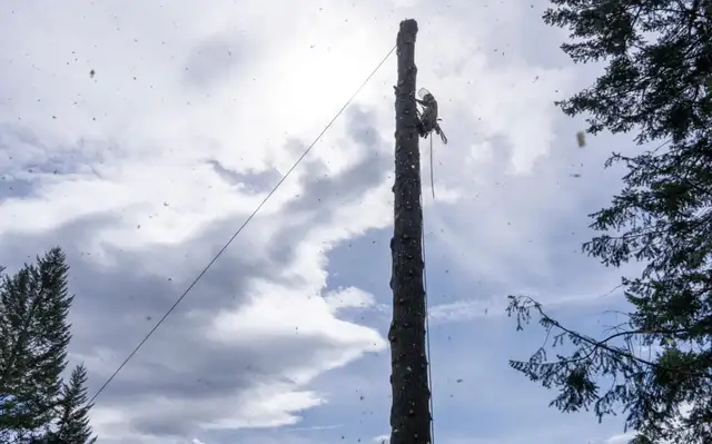 Mountain Tree Service - Photo 2