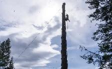 Mountain Tree Service - Photo 2