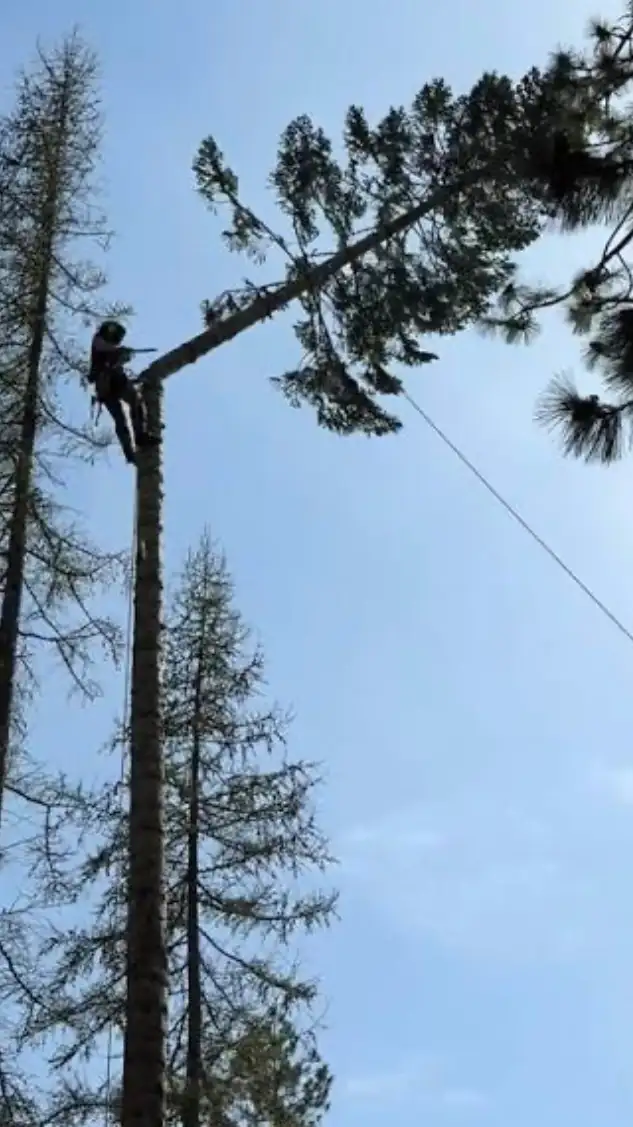 Mountain Tree Service - Photo 3