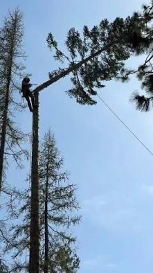 Mountain Tree Service - Photo 3