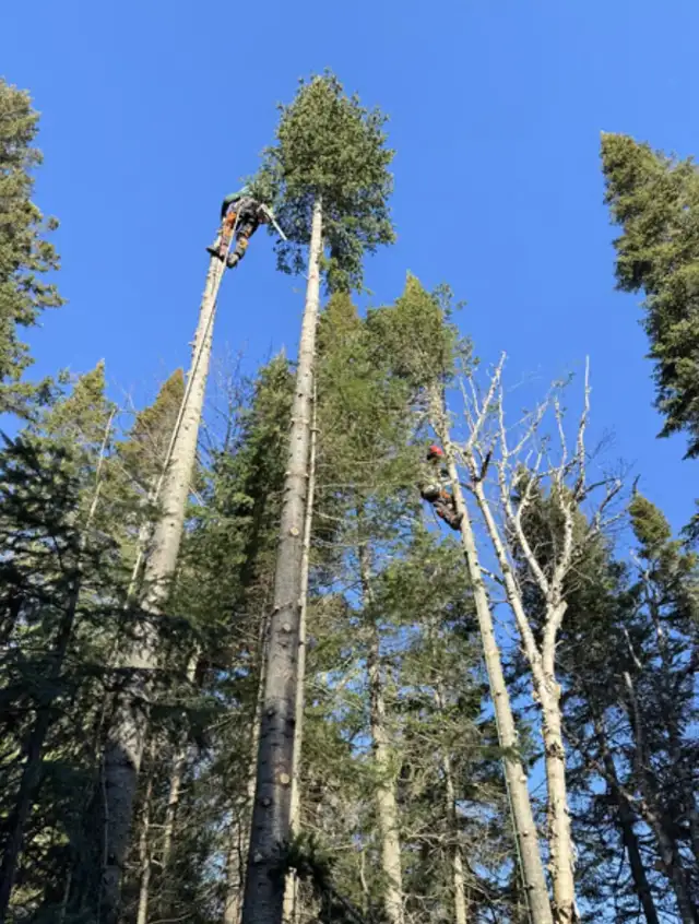 Mountain Tree Service - Photo 4