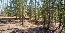 Mountain Tree Service - Photo 5