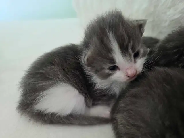 ADORABLE LONGHAIRED KITTENS AVAILABLE!