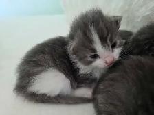 ADORABLE LONGHAIRED KITTENS AVAILABLE!