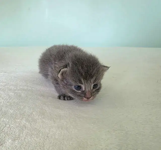 ADORABLE LONGHAIRED KITTENS AVAILABLE! - Photo 2