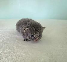 ADORABLE LONGHAIRED KITTENS AVAILABLE! - Photo 2