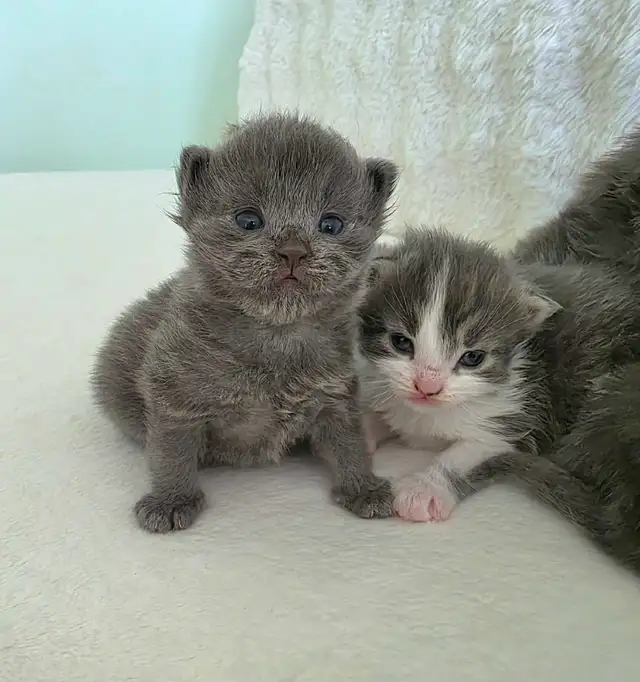 ADORABLE LONGHAIRED KITTENS AVAILABLE! - Photo 3