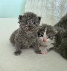 ADORABLE LONGHAIRED KITTENS AVAILABLE! - Photo 3