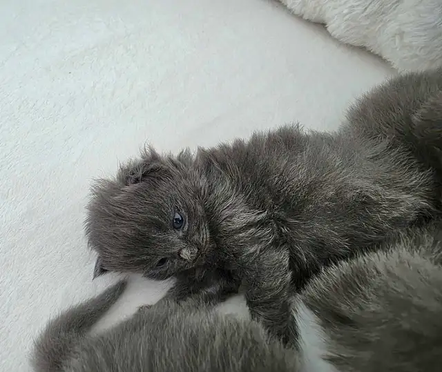 ADORABLE LONGHAIRED KITTENS AVAILABLE! - Photo 4