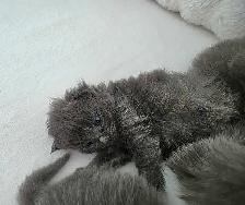 ADORABLE LONGHAIRED KITTENS AVAILABLE! - Photo 4