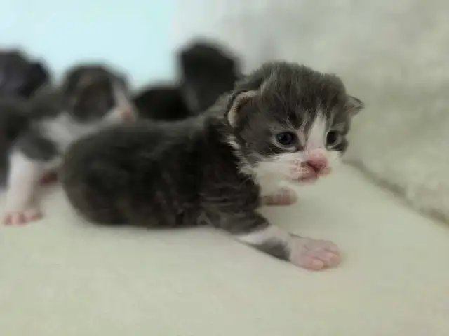 ADORABLE LONGHAIRED KITTENS AVAILABLE! - Photo 5