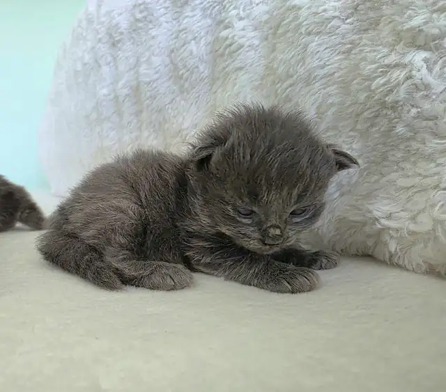 ADORABLE LONGHAIRED KITTENS AVAILABLE! - Photo 6