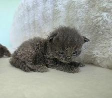 ADORABLE LONGHAIRED KITTENS AVAILABLE! - Photo 6