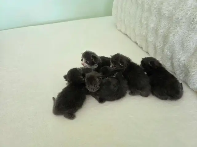 ADORABLE LONGHAIRED KITTENS AVAILABLE! - Photo 7