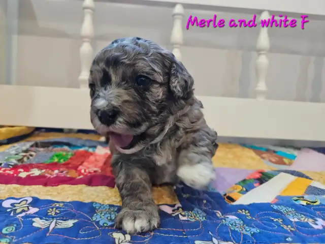 Maltipoos, Rare and gorgeous colors, Blue eyes!