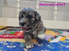 Maltipoos, Rare and gorgeous colors, Blue eyes!