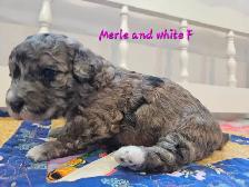 Maltipoos, Rare and gorgeous colors, Blue eyes! - Photo 2