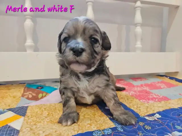 Maltipoos, Rare and gorgeous colors, Blue eyes! - Photo 3