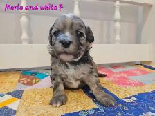 Maltipoos, Rare and gorgeous colors, Blue eyes! - Photo 3