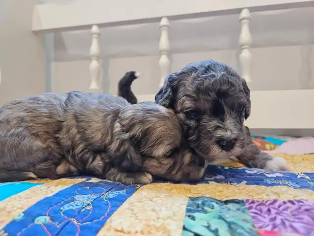 Maltipoos, Rare and gorgeous colors, Blue eyes! - Photo 4