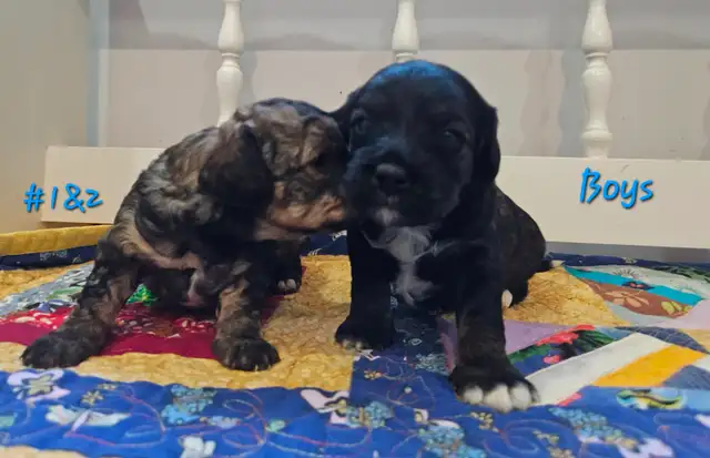 Maltipoos, Rare and gorgeous colors, Blue eyes! - Photo 5