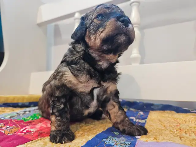 Maltipoos, Rare and gorgeous colors, Blue eyes! - Photo 6