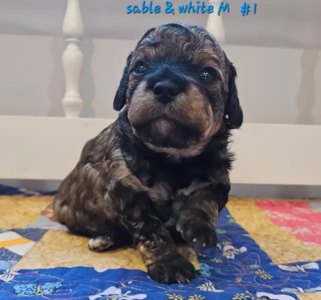 Maltipoos, Rare and gorgeous colors, Blue eyes! - Photo 7