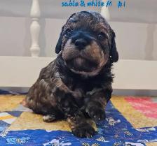 Maltipoos, Rare and gorgeous colors, Blue eyes! - Photo 7
