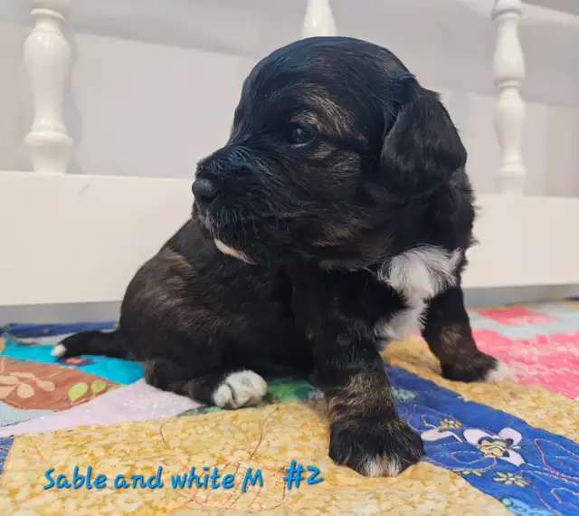 Maltipoos, Rare and gorgeous colors, Blue eyes! - Photo 8