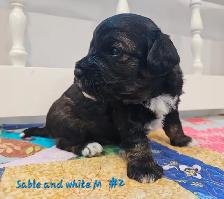 Maltipoos, Rare and gorgeous colors, Blue eyes! - Photo 8