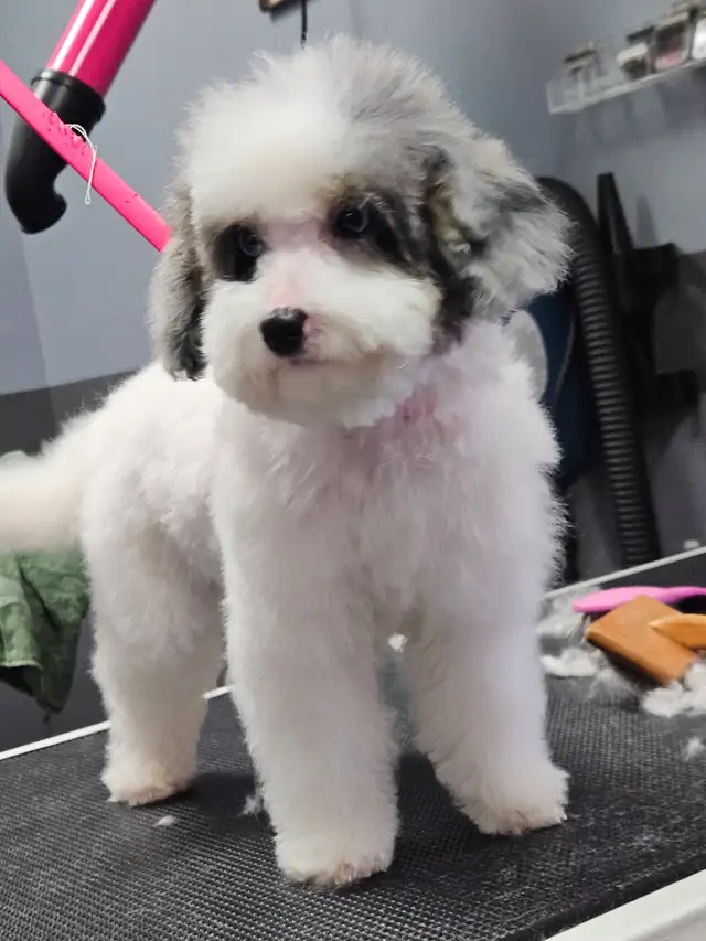 Maltipoos, Rare and gorgeous colors, Blue eyes! - Photo 9