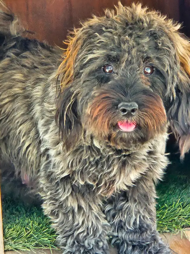 Maltipoos, Rare and gorgeous colors, Blue eyes! - Photo 10