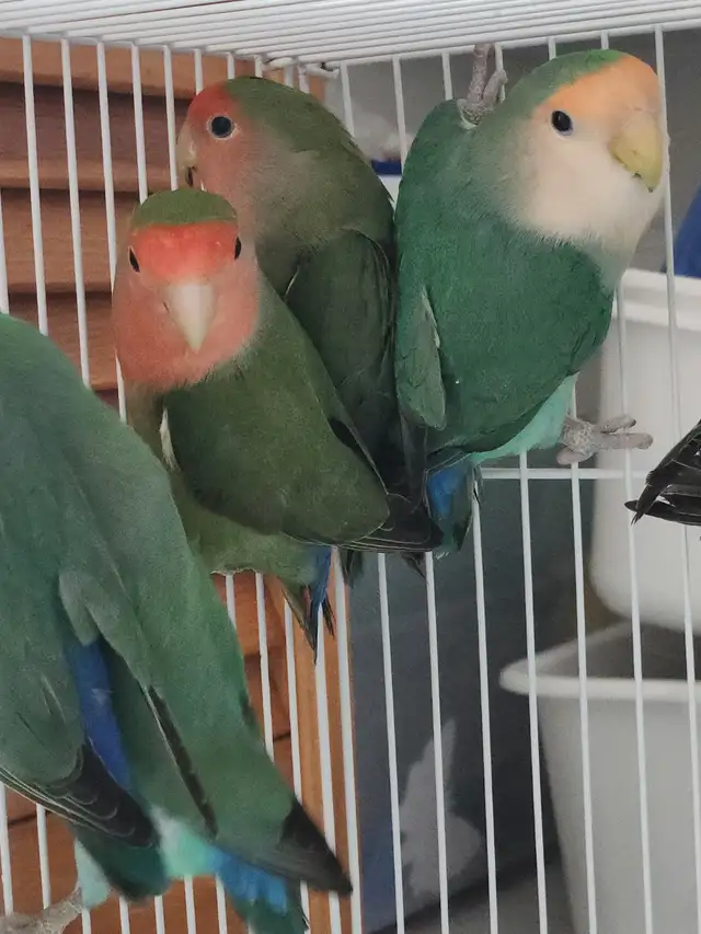 PLUSIEURS PETITS INSÉPARABLE À VENDRE NON APPRIVOISÉ - Photo 2