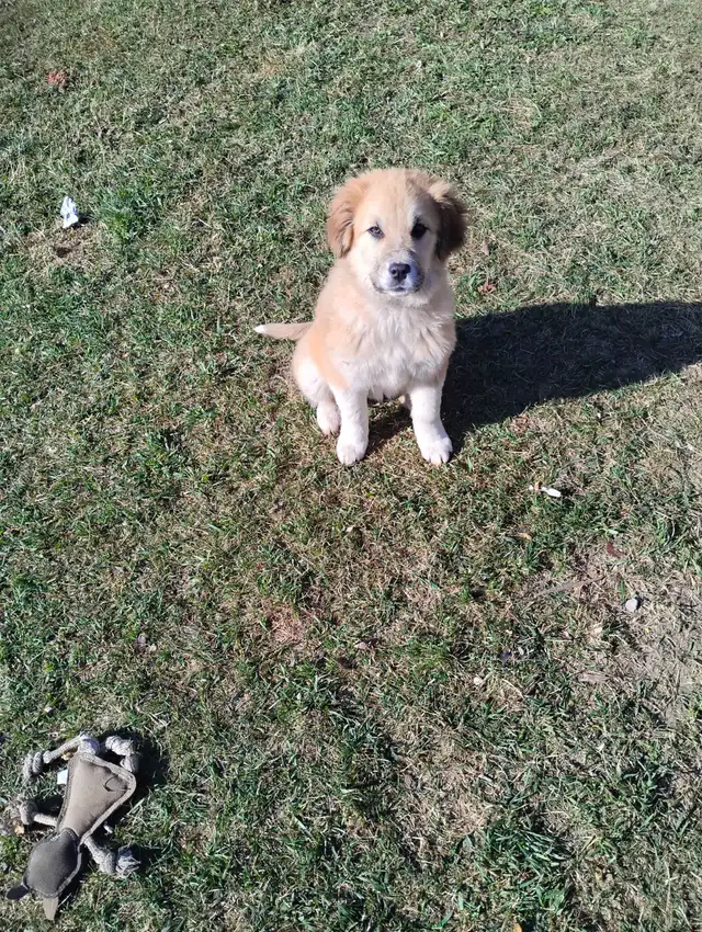 Two Puppies To Find a Forever Home