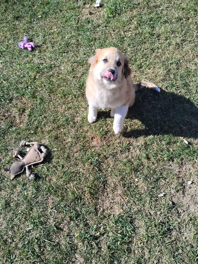 Two Puppies To Find a Forever Home - Photo 2