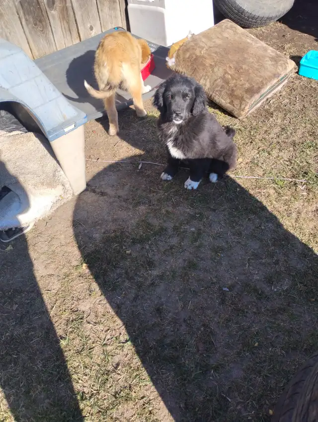 Two Puppies To Find a Forever Home - Photo 3