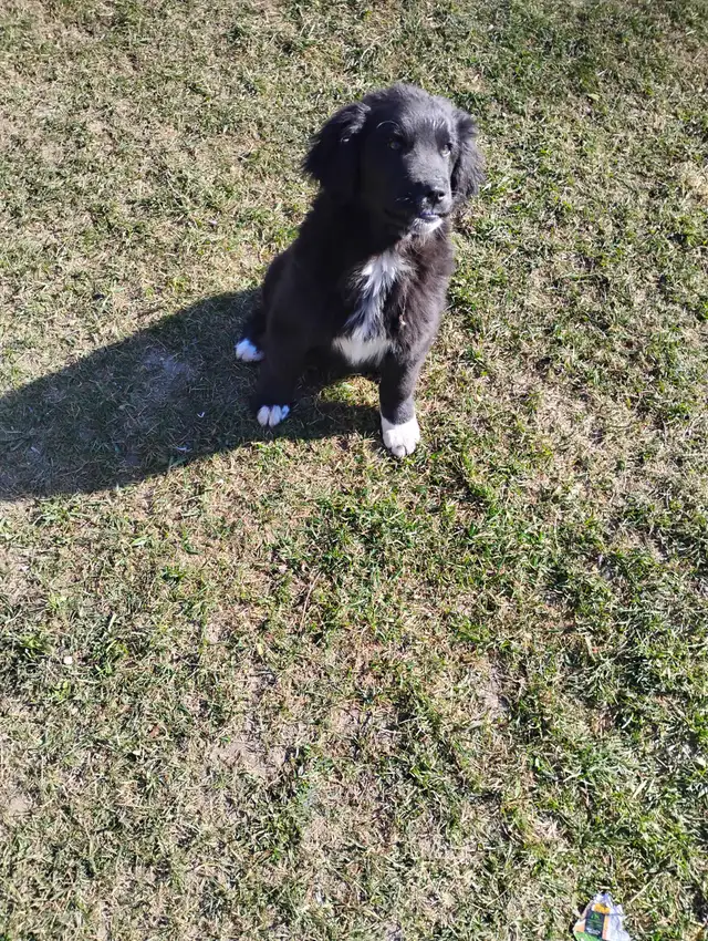 Two Puppies To Find a Forever Home - Photo 4