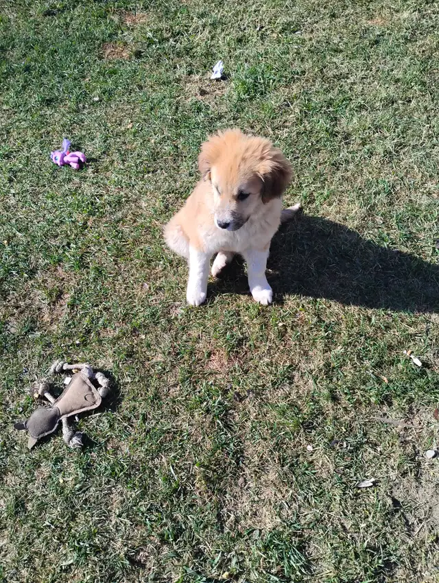 Two Puppies To Find a Forever Home - Photo 5