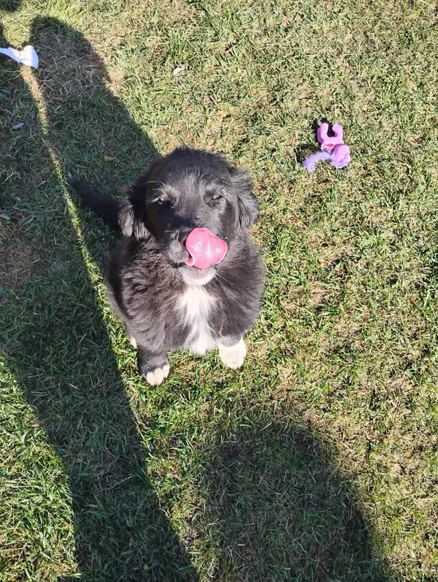 Two Puppies To Find a Forever Home - Photo 6