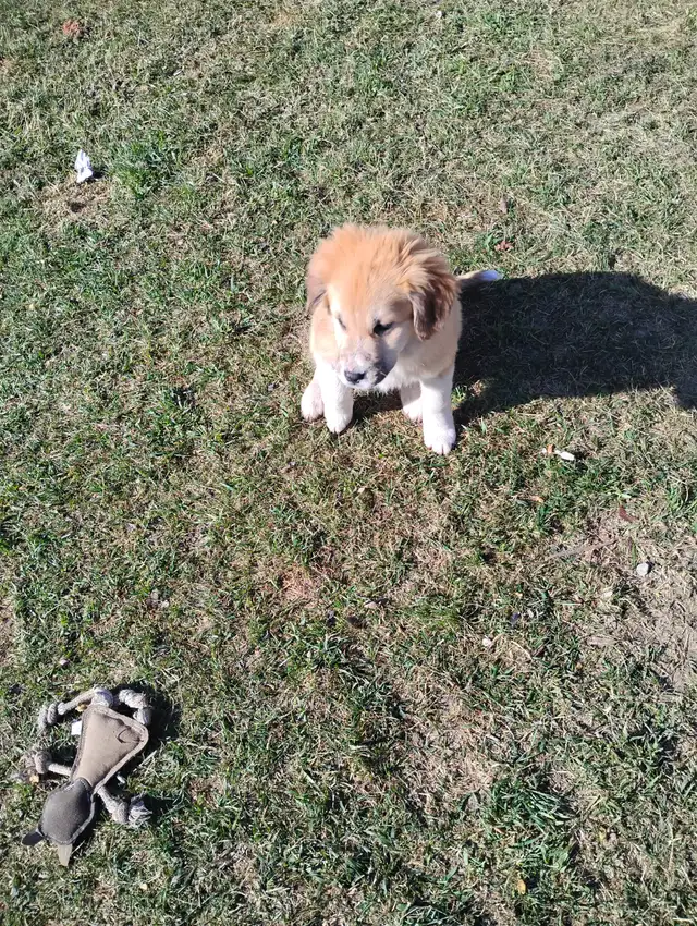 Two Puppies To Find a Forever Home - Photo 7