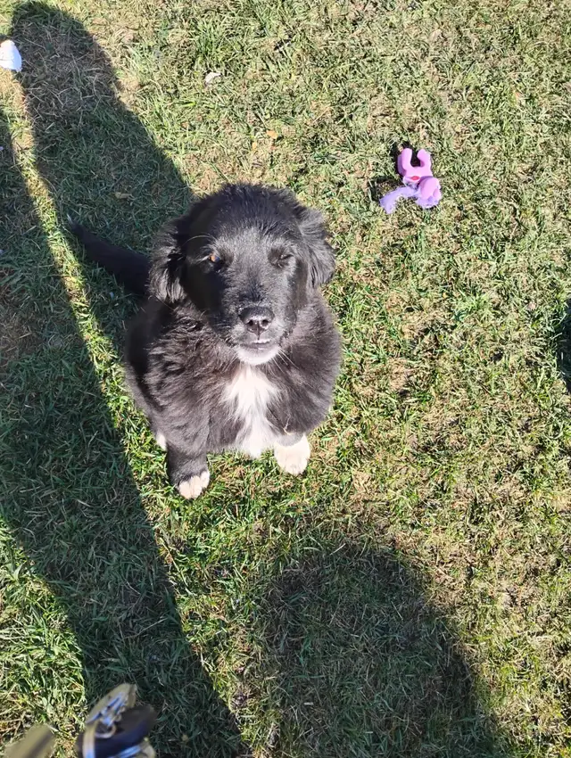 Two Puppies To Find a Forever Home - Photo 8